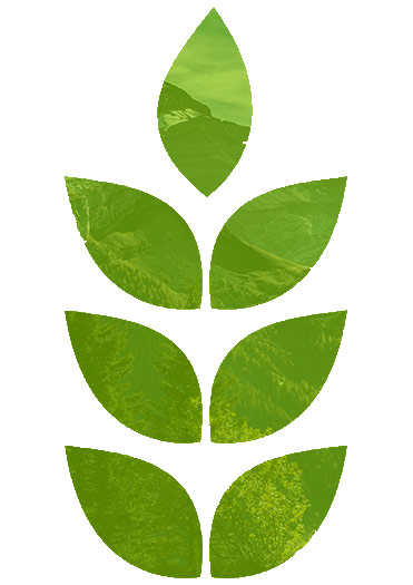 features_tree features_tree